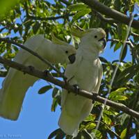 serunya-memotret-burung-di-alam