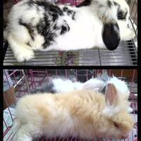 rcc-rabbit-lover---part-2