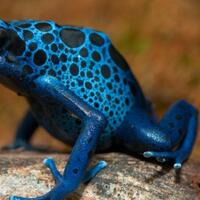 katak-biru-bali-ditemukan-di-jepang