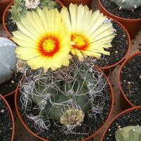 joy-s-garden-tanaman-hias-dan-langka-yang-banyak-peminatnya