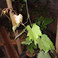 kampung-anggur----part-2