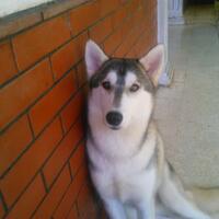 new-siberian-husky-lovers---read-page-1-for-update---part-2