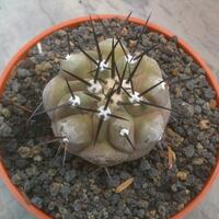 joy-s-garden-tanaman-hias-dan-langka-yang-banyak-peminatnya