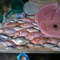 kfc-reg-solo---part-5