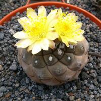 cactus---tanaman-kecil-yang-memukau