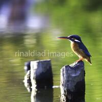 wildlife-fotografi