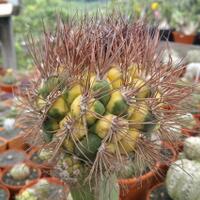 joy-s-garden-tanaman-hias-dan-langka-yang-banyak-peminatnya