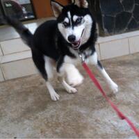 new-siberian-husky-lovers---read-page-1-for-update---part-2