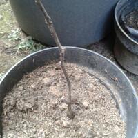 kampung-anggur----part-2