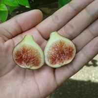 pohon-tin-pohon-ara-buah-tinbuah-ara-untuk-cancer-dan-collesterol-tinggi---part-2