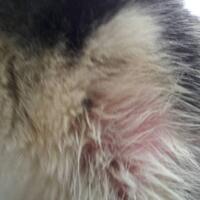 new-siberian-husky-lovers---read-page-1-for-update---part-2