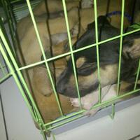 mecari-anakan-anjing-yang-mau-di-hibahkandaerah-jakartathx