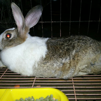 rcc-rabbit-lover---part-2