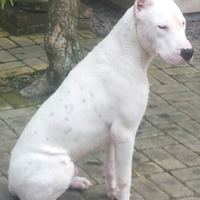 dogo-argentino-lovers---part-2