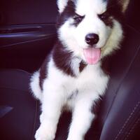 new-siberian-husky-lovers---read-page-1-for-update---part-2