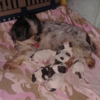 shih-tzu-lover----part-2