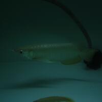 arowana--new-thread----part-1