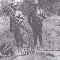 harimau-sumatera--harimau-terakhir-indonesia
