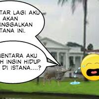 ketika-kebo-di-istana