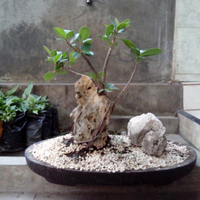 bonsai-kaskus-reborn--forum-sharing--diskusi-seputar-seni-bonsai-indonesia