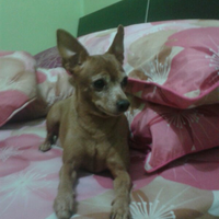 miniature-pinscher-lover039s