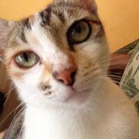 yg-punya-kucing-masuk-gan