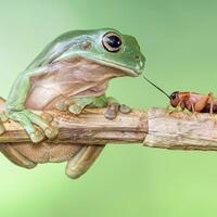cute-frogs-by-indonesian-photographer