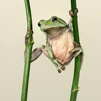 katak-katak-lucu-hasil-fotografer-indonesia-nih