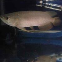 arowana--new-thread----part-1