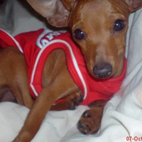 miniature-pinscher-lover039s