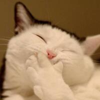 lempar-kolor-wo-lsi-jika-pemilu-diulang-jokowi-tetap-menang