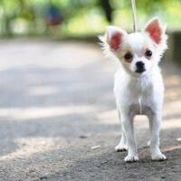 chihuahua-lovers---part-2