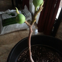 pohon-tin-pohon-ara-buah-tinbuah-ara-untuk-cancer-dan-collesterol-tinggi---part-2