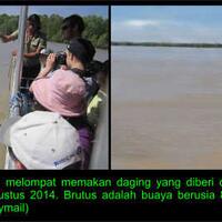 menang-lawan-hiu-buaya--brutus--jadi-primadona