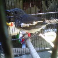 lounge-tempat-chit-chat-burung-burung---part-1