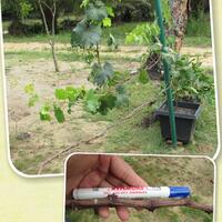 kampung-anggur----part-2