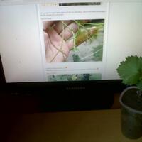 kampung-anggur----part-2