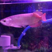 arowana--new-thread----part-1