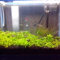 aquascape-for-everyone-learning-and-sharing---part-1