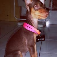 miniature-pinscher-lover039s