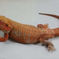 bearded-dragon