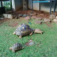 93787769378776937-all-about-tortoise-93787769378776937---part-3