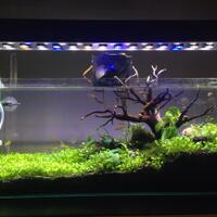 aquascape-for-everyone-learning-and-sharing---part-1