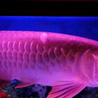 arowana--new-thread----part-1