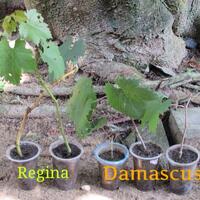 kampung-anggur----part-2