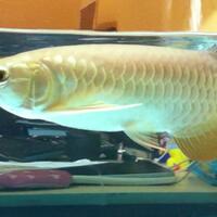 arowana--new-thread----part-1
