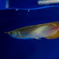 arowana--new-thread----part-1