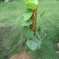 kampung-anggur----part-2