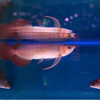 arowana--new-thread----part-1