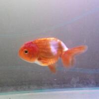 maskoki-ngomongin-semuanya-ttg-maskoki-yuk---part-4